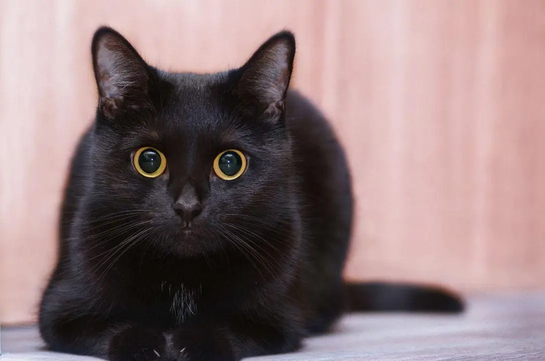 Sexta-feira 13. Gatos pretos não dão azar e maltratá-los é crime