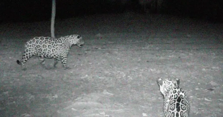 Solitárias por natureza, onças-pintadas são flagradas em grupo no Pantanal
