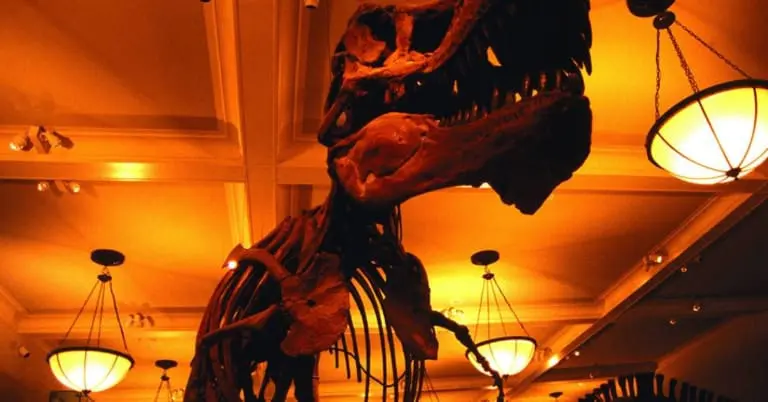T. Rex levava até 40 anos para atingir o tamanho adulto, aponta estudo
