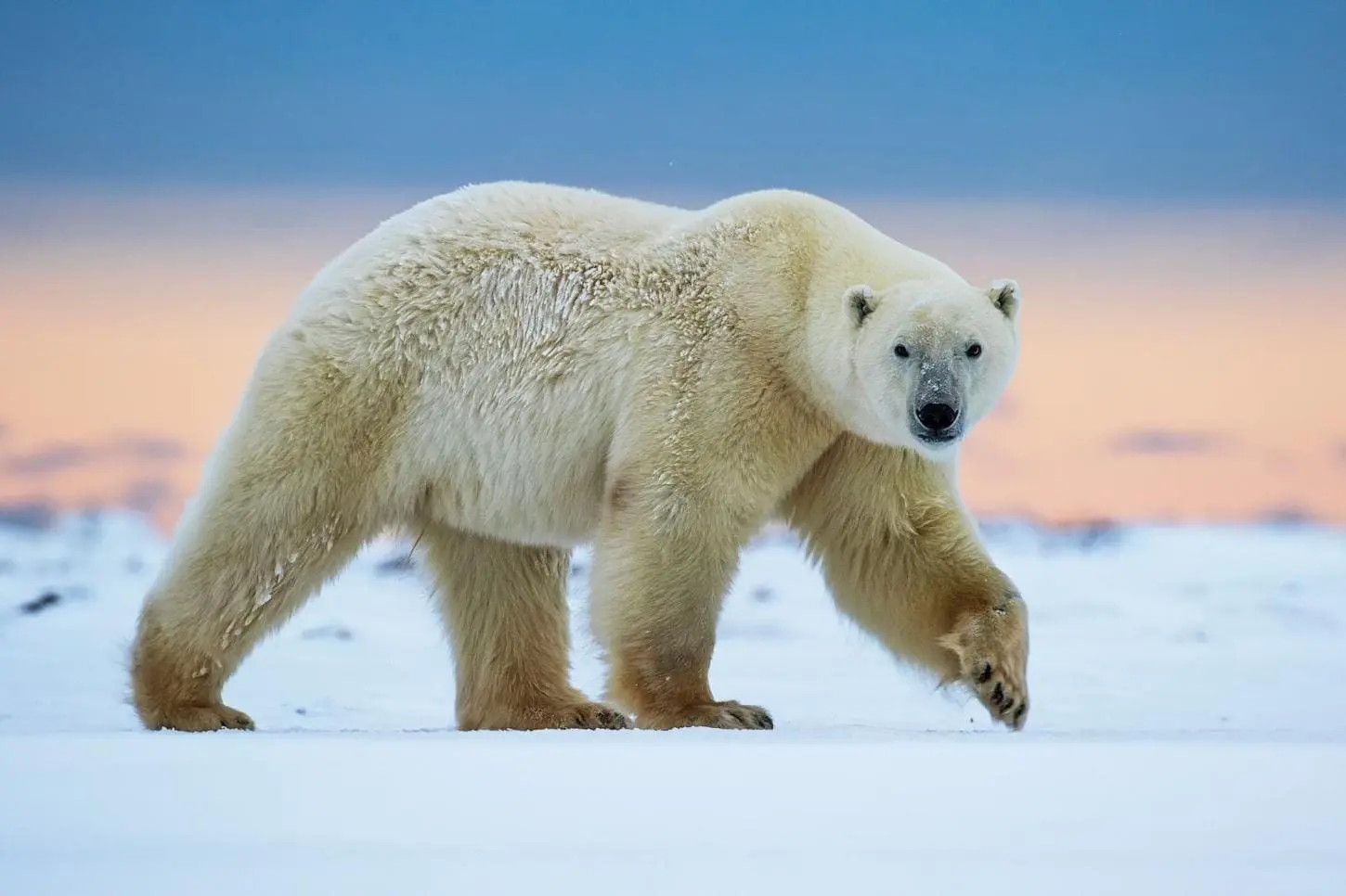 Urso Polar enfrenta fome iminente com derretimento do gelo no Ártico