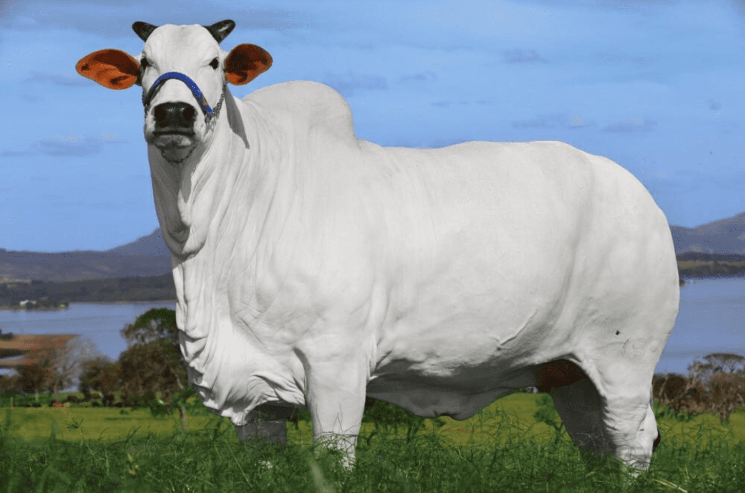 Vaca goiana de 21 milhões entra para o Guinness Book como a mais cara do mundo