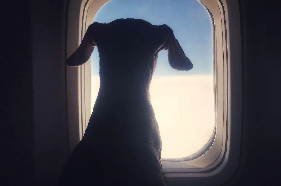 Vai viajar de avião e quer levar seu cachorro? conheça as regras para esse transporte