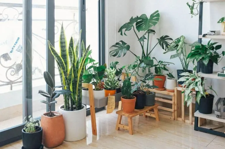 Vai viajar? Veja 5 truques simples para salvar suas plantas