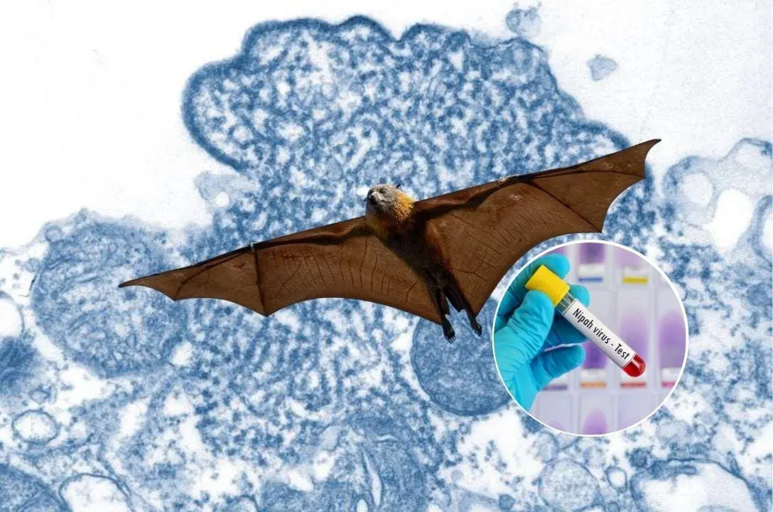 Vírus Nipah reaparece na Índia com casos graves e quarentena