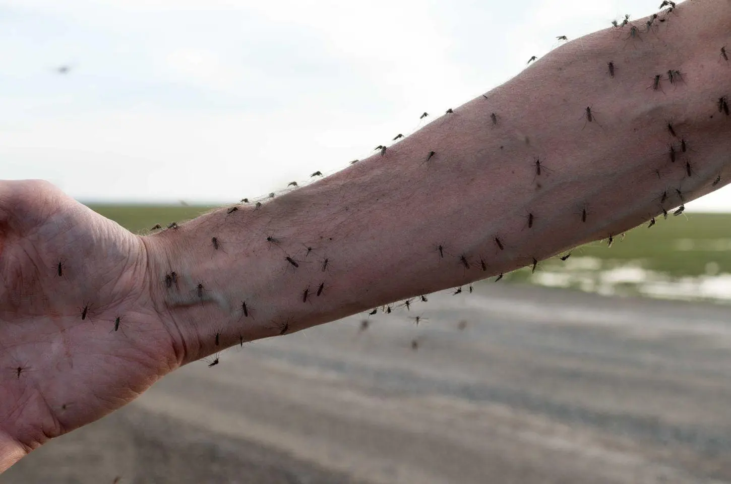 Você é um ímã de mosquitos? A ciência explica por quê