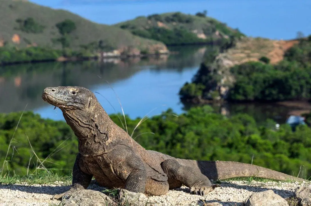 Você sabia que existe um Dragão na vida real?