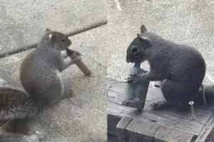 Esquilos fumando vapes no lixo