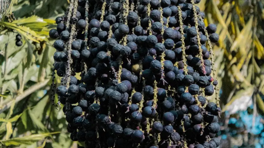 Açaí na infância pode proteger contra ansiedade e depressão Esse efeito foi observado em áreas importantes do cérebro relacionadas ao controle emocional, como o córtex pré frontal, o hipocampo e a amígdala