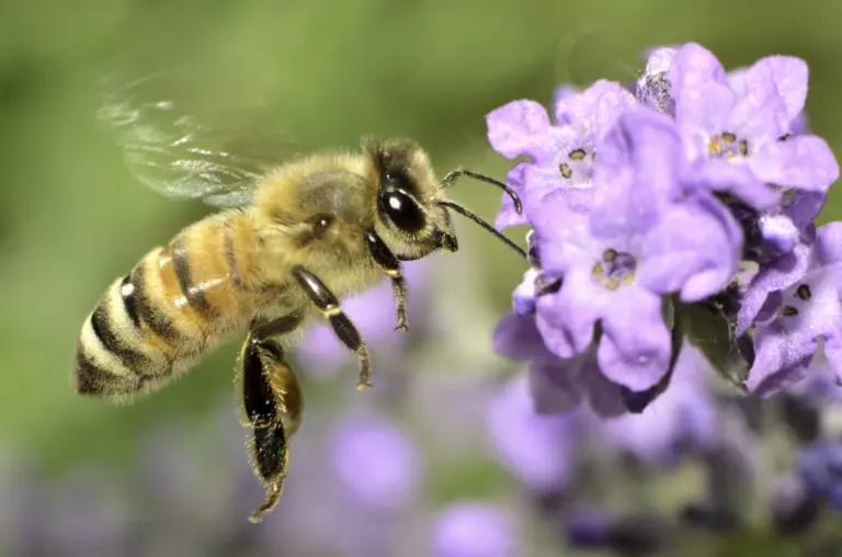 Fim da extinção? A verdade sobre o sumiço das abelhas