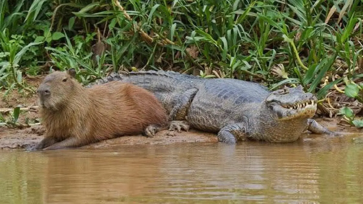 O que explica a convivência entre jacarés e capivaras? A convivência curiosa entre jacarés e capivaras tem intrigado turistas, fotógrafos e até pesquisadores.