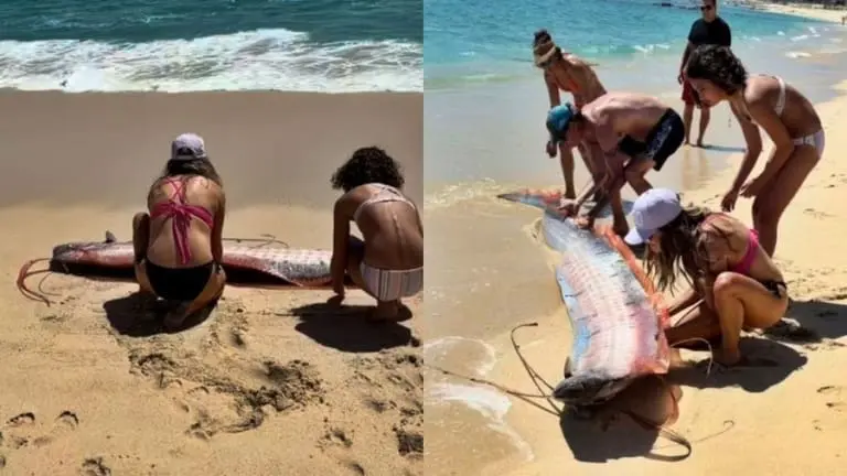Dois peixes do juízo final são vistos em praia no México