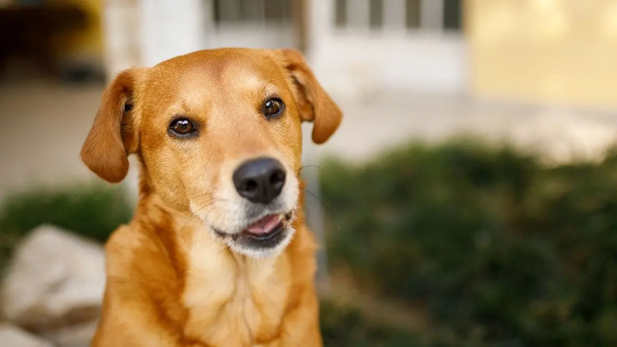 O cachorro caramelo n&atilde;o &eacute; uma ra&ccedil;a oficial, mas um s&iacute;mbolo vivo de milh&otilde;es de c&atilde;es sem ra&ccedil;a definida espalhados pelo mundo.