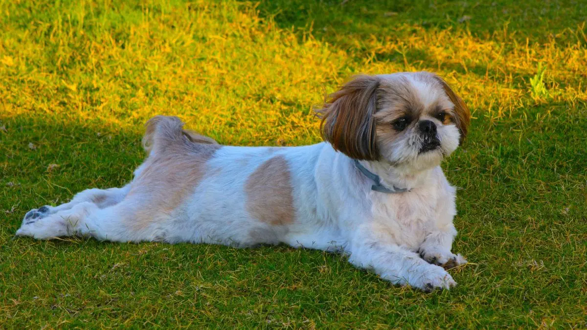 cachorros da ra&ccedil;a Shih Tzu entendem palavras humanas n&atilde;o apenas pelo som, mas pelo significado associado a elas