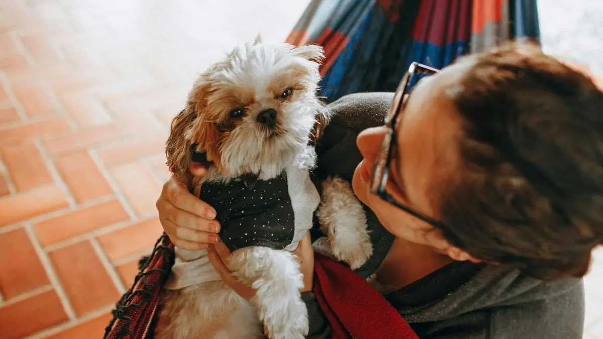 Os c&atilde;es n&atilde;o apenas ouvem, eles integram significado e emo&ccedil;&atilde;o para entender melhor o que estamos dizendo