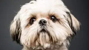 Cachorros da raça Shih Tzu entendem palavras humanas? A ciência explica