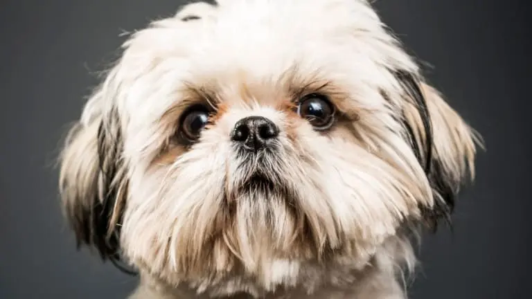 Cachorros da raça Shih Tzu entendem palavras humanas? A ciência explica