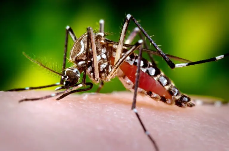 Dengue