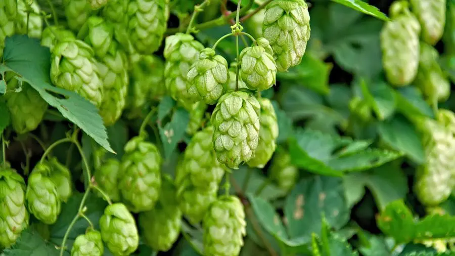 Pesquisadores brasileiros criam filtro solar à base de cerveja O chamado filtro solar à base de cerveja é uma inovação criada a partir de sobras de lúpulo