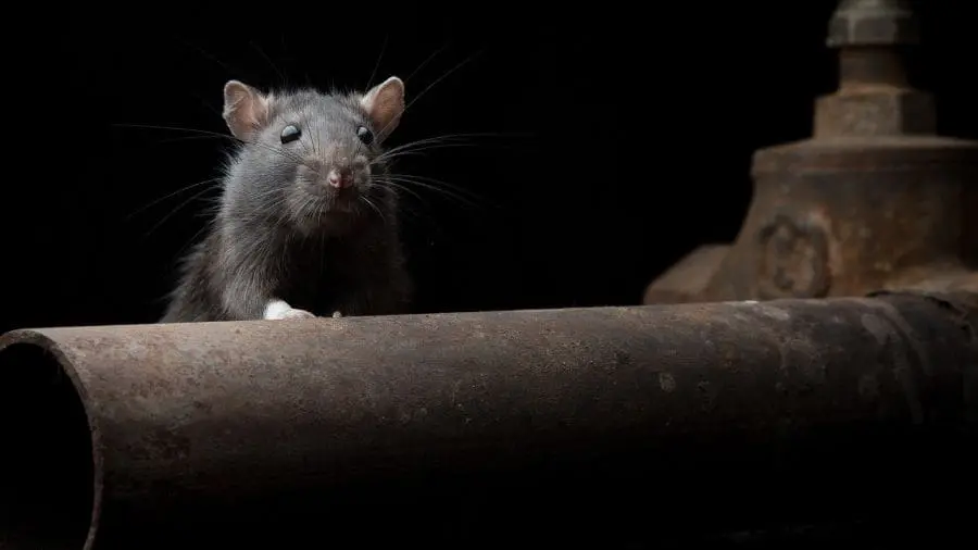 O rato preso na armadilha continua eliminando urina e fezes, o que pode ampliar a exposi&ccedil;&atilde;o a doen&ccedil;as