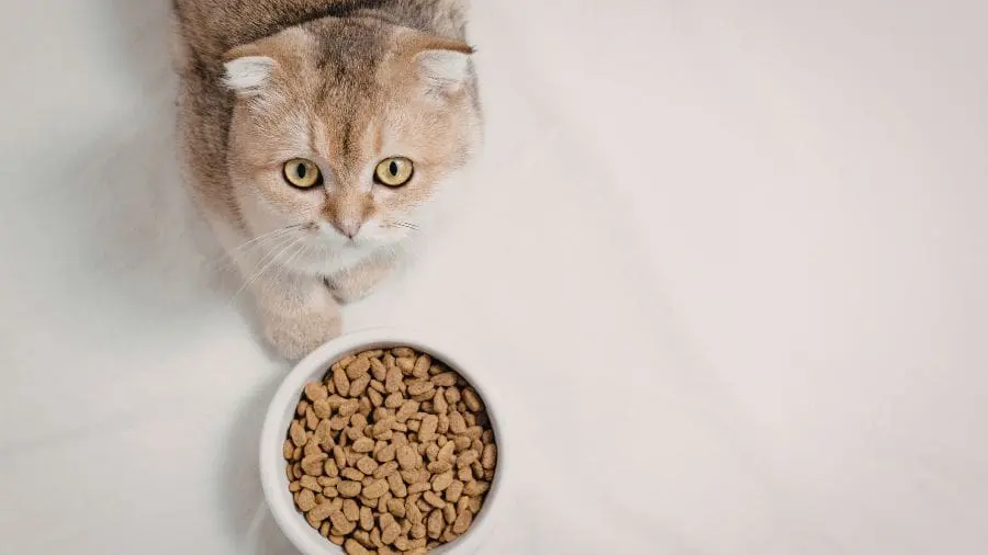 Por que gatos param de comer mesmo tendo ração no pote? Para muitos gatos, a novidade do cheiro pode ser tão importante quanto a fome