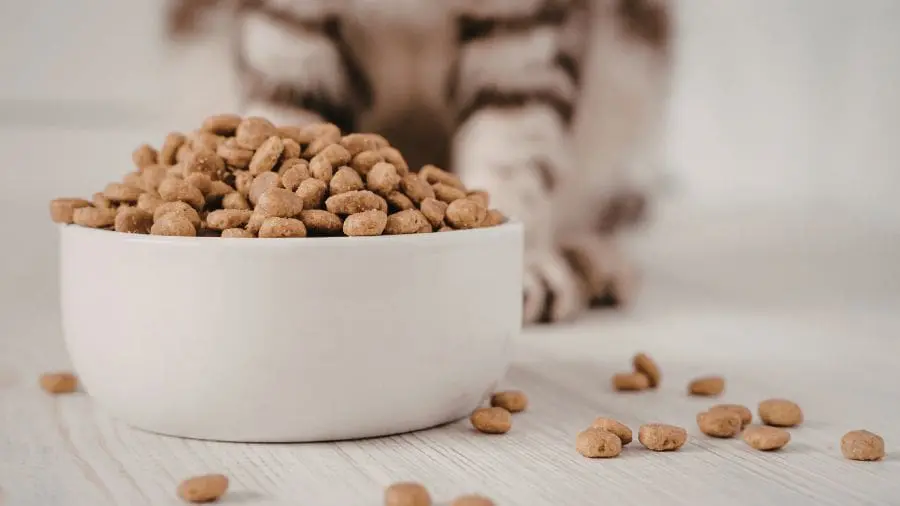 Por que gatos param de comer mesmo tendo ração no pote? os gatos param de comer não apenas por saciedade, mas também porque seu cérebro se acostuma ao cheiro