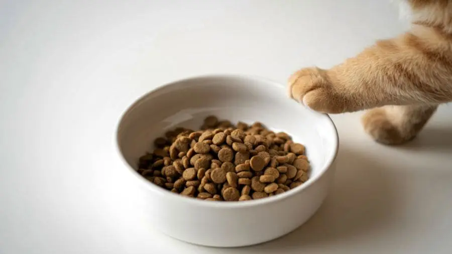 Por que gatos param de comer mesmo tendo ração no pote?