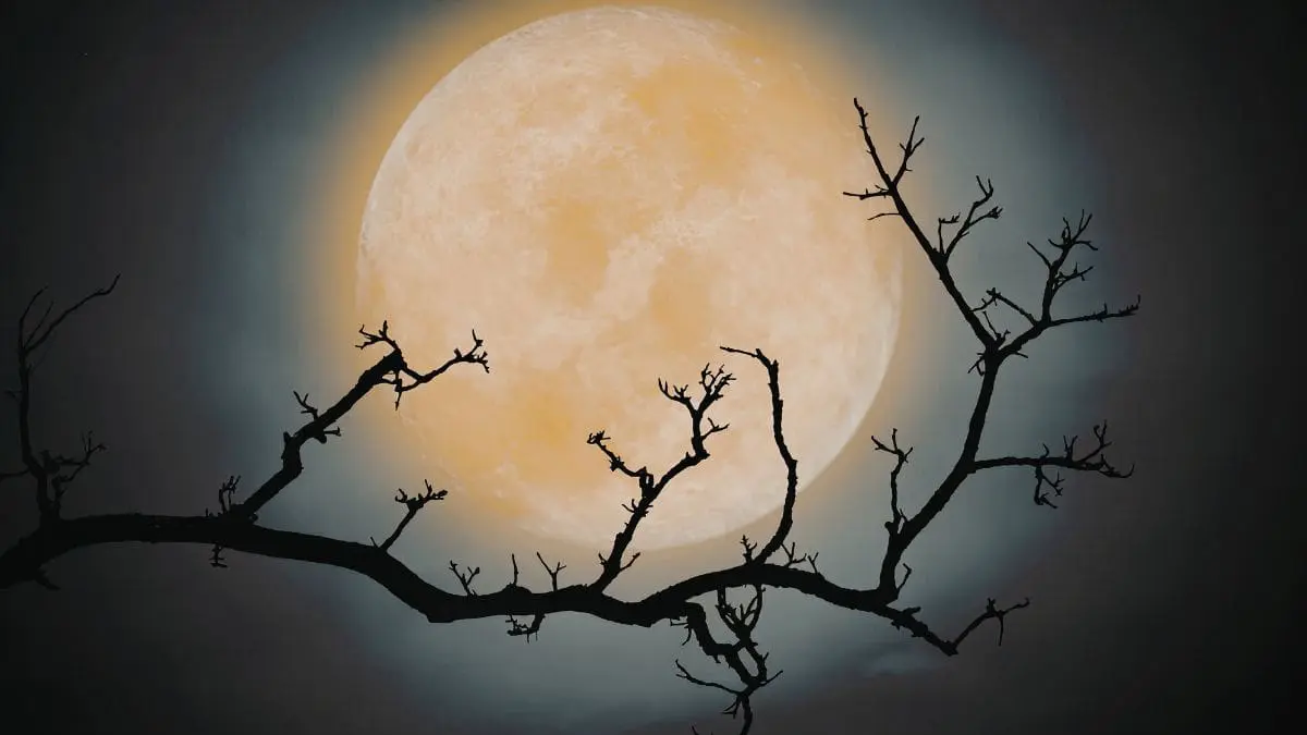 A Lua Cheia das Flores n&atilde;o marca apenas o tempo, ela traduz um momento da vida da Terra.