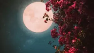 "Lua Cheia das Flores" ocorrerá em 1º de maio; entenda significado