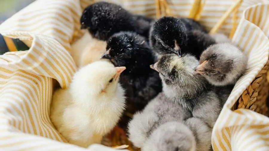 As primeiras experi&ecirc;ncias de vida influenciam o comportamento dos animais