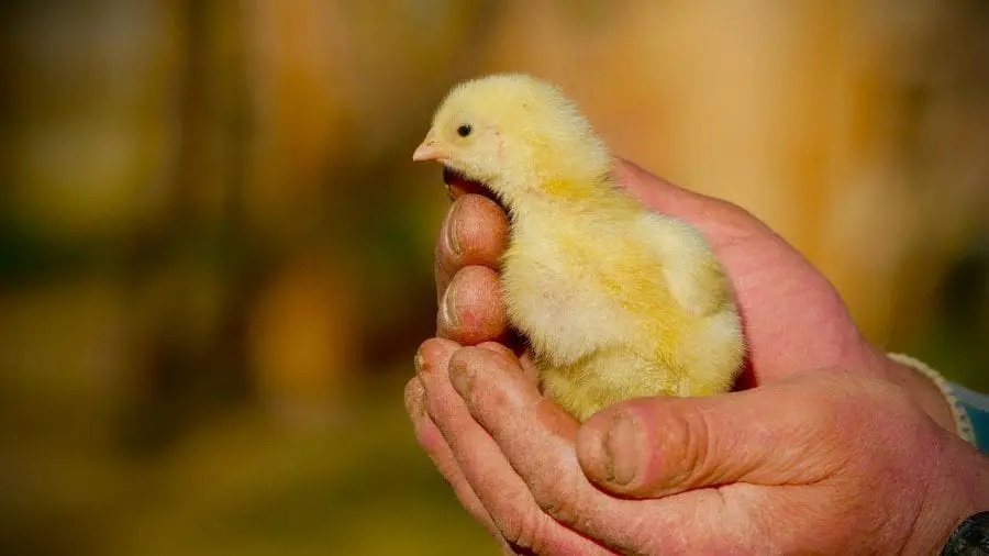&Agrave;s vezes, um simples gesto de carinho pode mudar completamente a forma como um animal enxerga o mundo ao seu redor