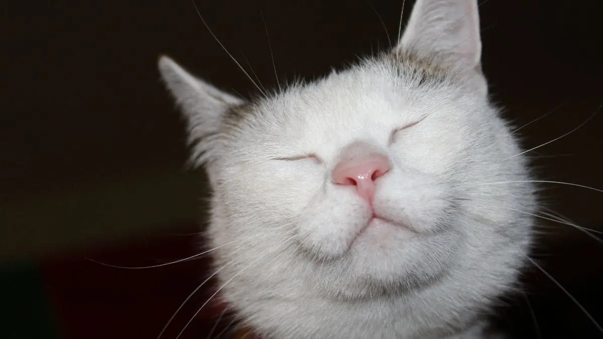 O ronronar dos gatos pode ser mais do que um som: pode ser uma linguagem silenciosa entre corpo, emo&ccedil;&atilde;o e cura.