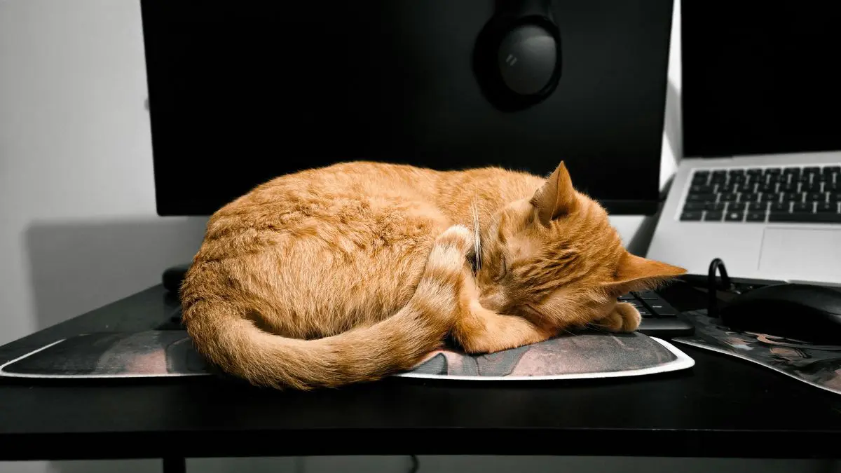 O ronronar dos gatos pode ser mais do que um som: pode ser uma linguagem silenciosa entre corpo, emo&ccedil;&atilde;o e cura.