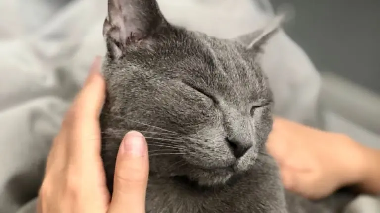 Frequência do ronronar dos gatos pode esconder algo poderoso e curativo