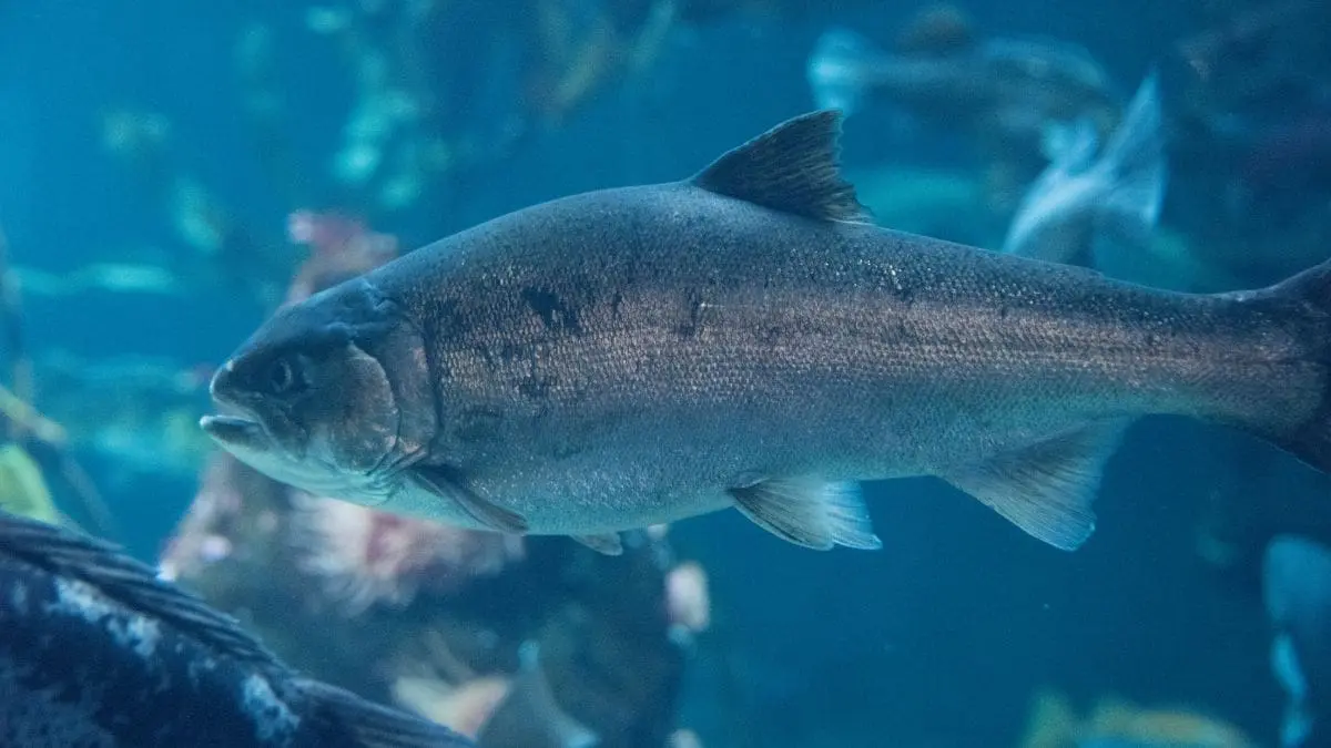 Quando o comportamento de uma esp&eacute;cie muda, todo o sistema ao redor precisa se adaptar.