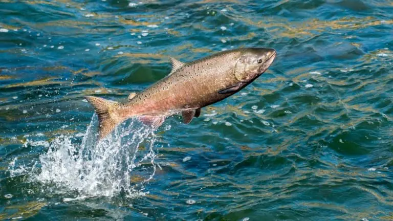 Salmão exposto à cocaína nada mais rápido e mais longe