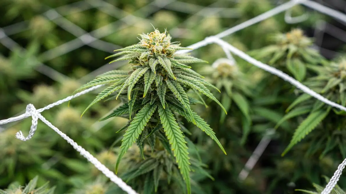 Al&eacute;m disso, o governo j&aacute; indicou que novas discuss&otilde;es podem ocorrer, inclusive com audi&ecirc;ncias programadas para aprofundar o tema.