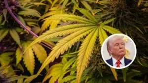 Trump reclassifica maconha como droga menos perigosa