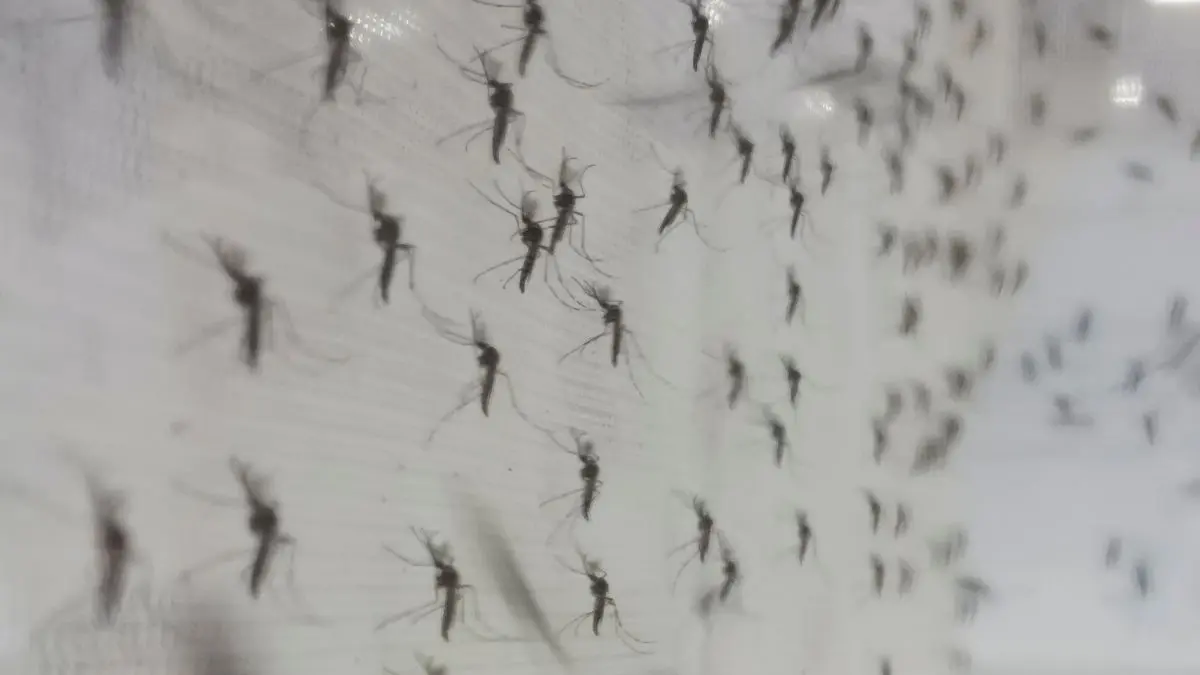 O estudo sugere que a rea&ccedil;&atilde;o do mosquito n&atilde;o depende apenas da qu&iacute;mica do repelente, mas tamb&eacute;m das experi&ecirc;ncias que ele acumula ao longo da vida.
