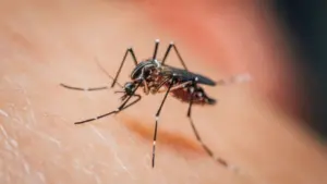 Mosquitos Aedes aegypti passam a gostar de repelente, revela estudo