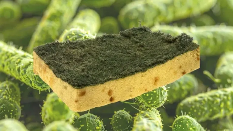 Bucha da cozinha pode ter tantas bactérias quanto amostras de fezes