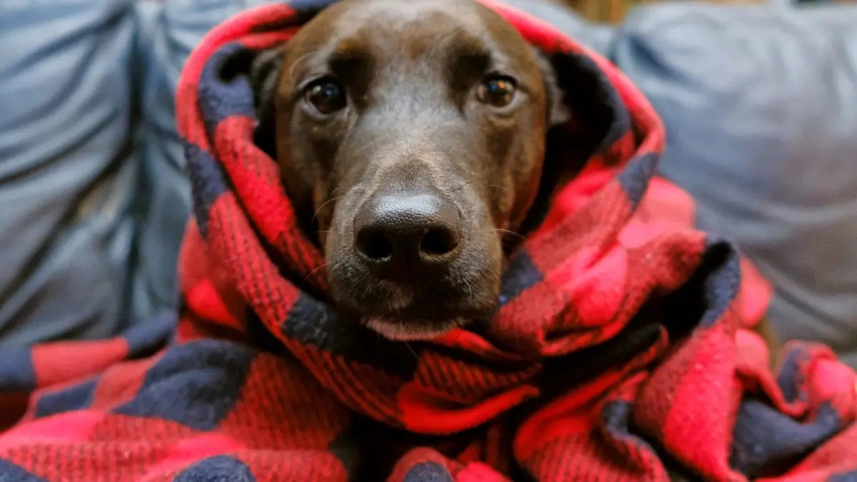 Assim como os humanos, c&atilde;es e gatos s&atilde;o animais endot&eacute;rmicos, ou seja, possuem mecanismos biol&oacute;gicos capazes de regular a temperatura corporal