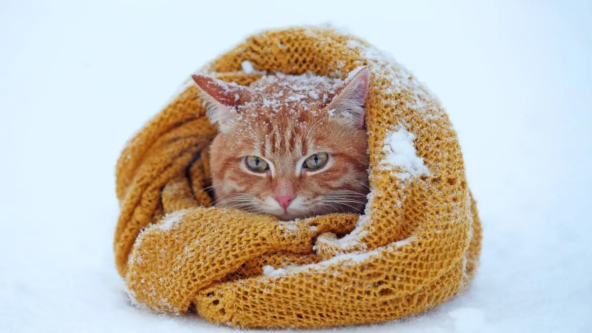 Nem todos os pets enfrentam o frio da mesma maneira. Existem diferen&ccedil;as importantes entre esp&eacute;cies, ra&ccedil;as e caracter&iacute;sticas f&iacute;sicas.