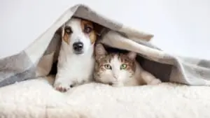 Cães e gatos sentem frio? Saiba como cuidar e proteger seus pets