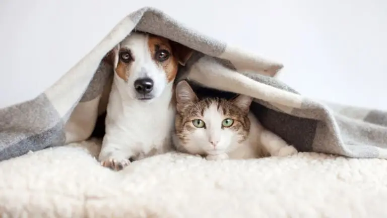Cães e gatos sentem frio? Saiba como cuidar e proteger seus pets