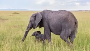 Conheça quais são as mães mais protetoras do reino animal