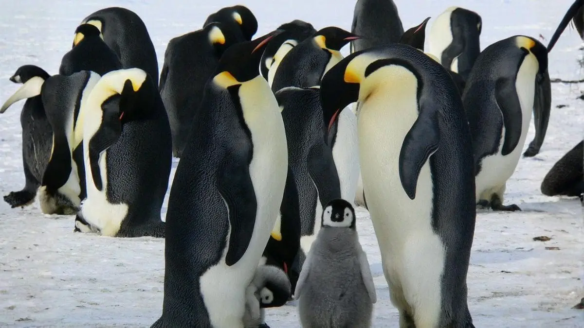 Na natureza, at&eacute; comportamentos que parecem agressivos podem esconder estrat&eacute;gias sofisticadas de cuidado e prote&ccedil;&atilde;o.