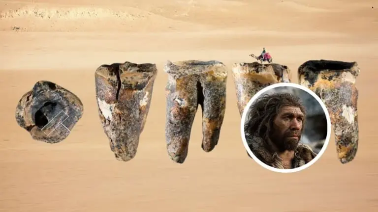 “Dentistas” neandertais podem ter removido cáries com ferramentas de pedra