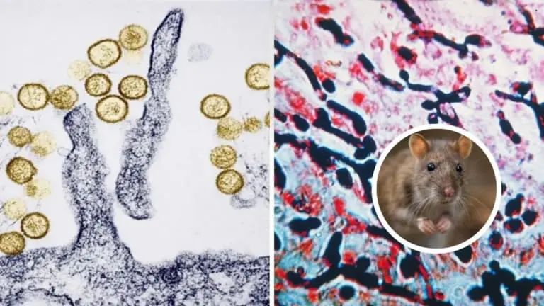 Entenda de uma vez a diferença entre hantavirose e leptospirose