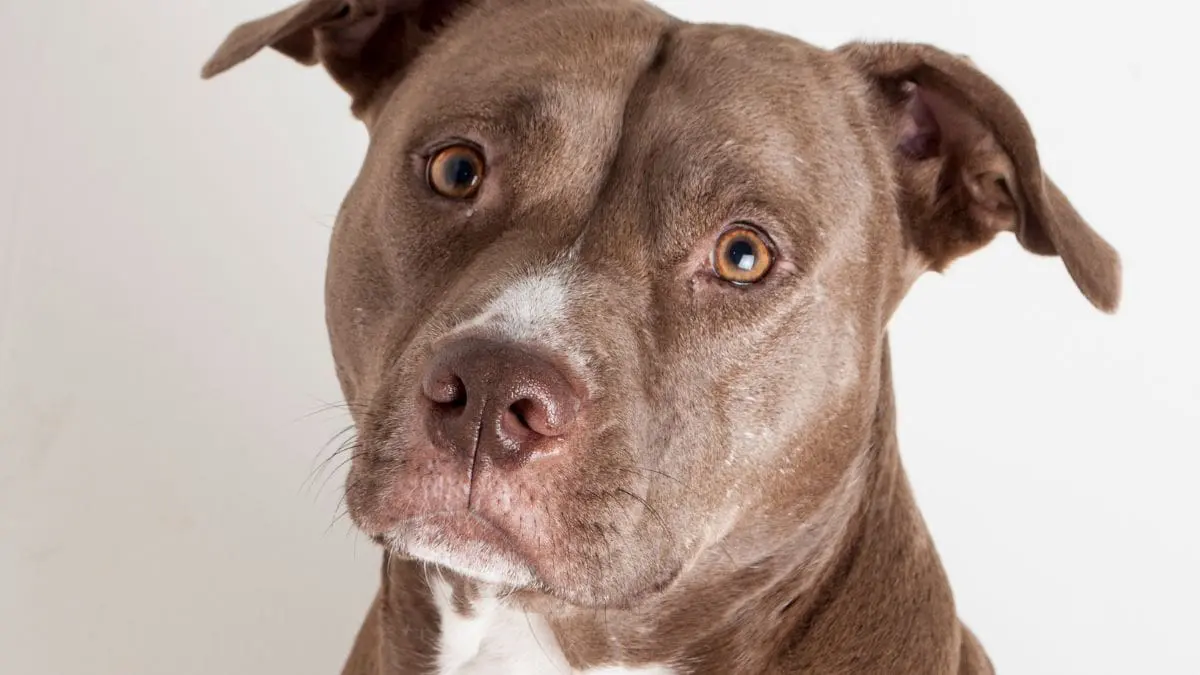 A lei tenta resolver um dilema dif&iacute;cil: proteger pessoas em espa&ccedil;os p&uacute;blicos sem abandonar animais que j&aacute; existem e precisam de uma nova chance.