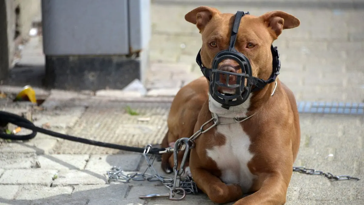 Em ruas, pra&ccedil;as, parques, vias p&uacute;blicas e transporte p&uacute;blico, os c&atilde;es da ra&ccedil;a Pit Bull devem usar focinheira, coleira com identifica&ccedil;&atilde;o e equipamentos adequados de conten&ccedil;&atilde;o